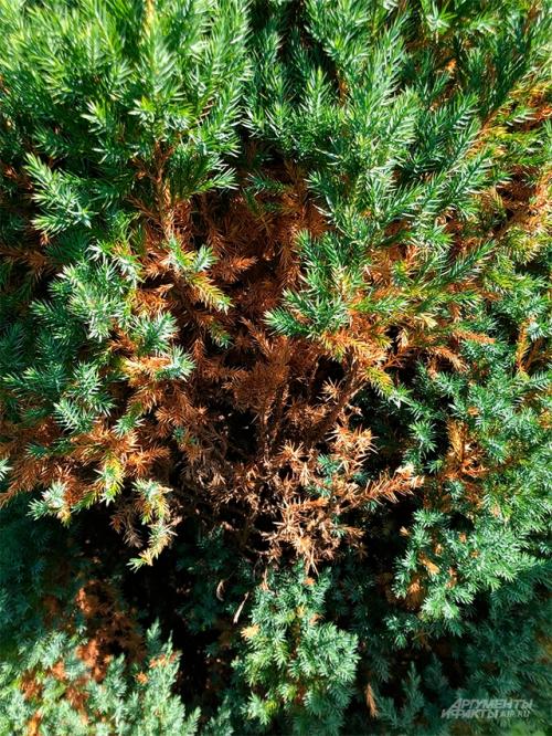 Как определить, что растение поражено болезнью или вредителем. Болезни, вредители и дефекты. Как понять, что поразило садовые растения?