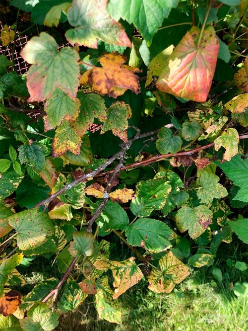 Как определить, что растение поражено болезнью или вредителем. Болезни, вредители и дефекты. Как понять, что поразило садовые растения?