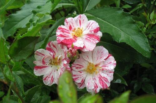 Комнатная роза описание. Комнатная роза (80 фото): виды и особенности ухода