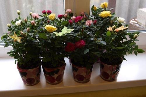 Комнатная роза описание. Комнатная роза (80 фото): виды и особенности ухода