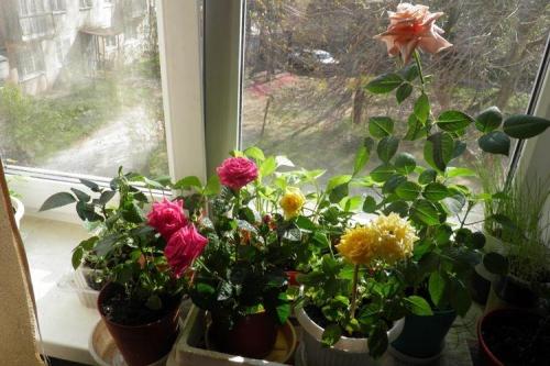 Комнатная роза описание. Комнатная роза (80 фото): виды и особенности ухода