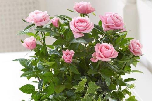 Комнатная роза описание. Комнатная роза (80 фото): виды и особенности ухода