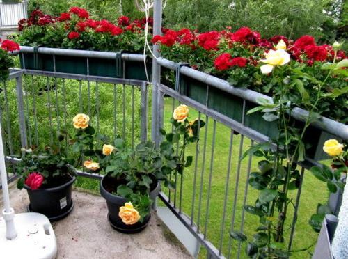 Розы на подоконнике. Куда поставить цветок