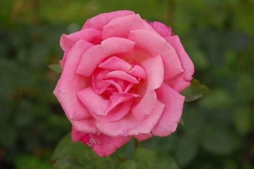 Комнатная роза описание. Комнатная роза (80 фото): виды и особенности ухода