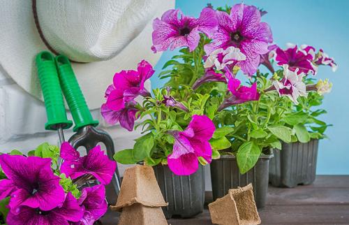 Что посадить под зиму из цветов. Какие цветы можно посеять под зиму