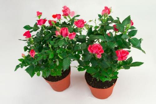 Комнатная роза описание. Комнатная роза (80 фото): виды и особенности ухода