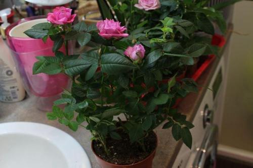 Комнатная роза описание. Комнатная роза (80 фото): виды и особенности ухода