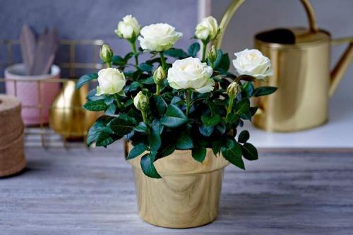 Комнатная роза описание. Комнатная роза (80 фото): виды и особенности ухода