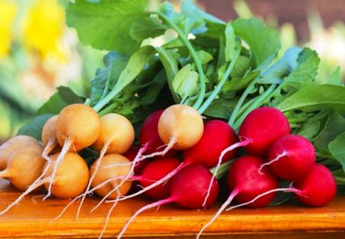 Что сажать на огороде в сентябре в открытый грунт