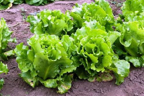 Что сажать на огороде в сентябре в открытый грунт