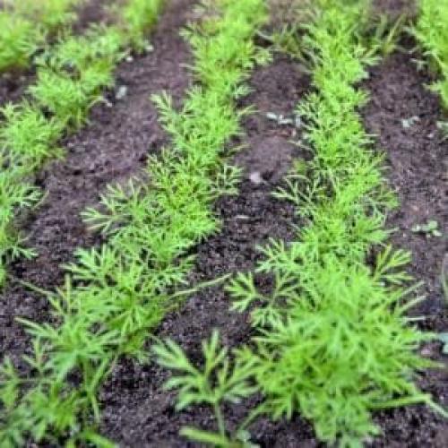 Можно ли сажать укроп в сентябре. Когда лучше сажать укроп под зиму, и можно ли так делать