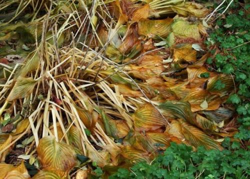 Какие растения нужно убрать перед осенью. 