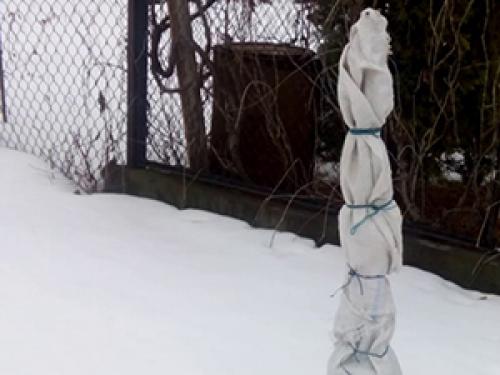 Как защитить деревья и кустарники от морозов.  