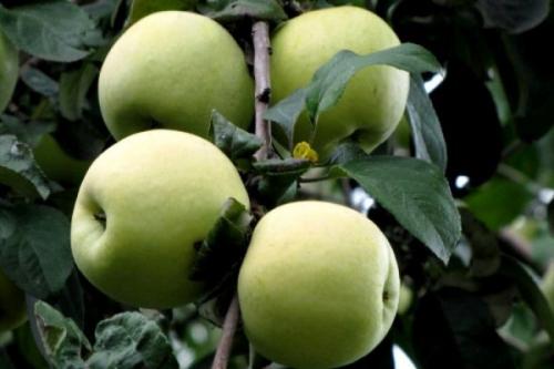 Сорта яблок созревающие в августе. Летние сорта