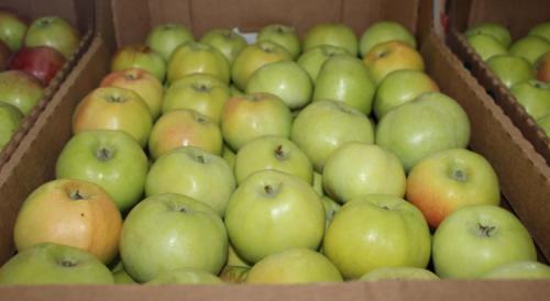 Зимние сорта яблок список. Всё про зимние сорта яблок