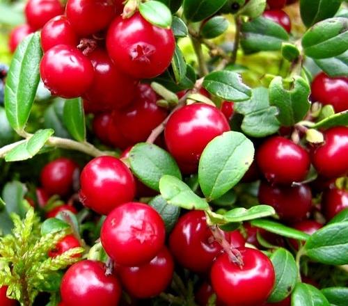 Что сделать на зиму из брусники. 15