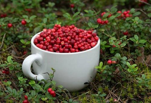 Что сделать на зиму из брусники. 