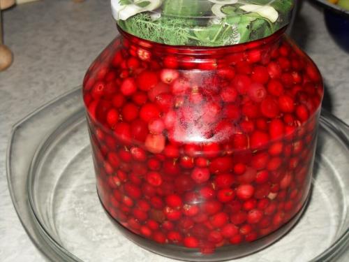 Брусника на зиму без варки. Брусника на зиму — полезные рецепты с варкой и без варки