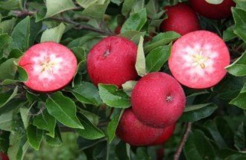 Красные яблоки сорт. Яблоки с красной мякотью –, что это за сорта и чем они лучше обычных
