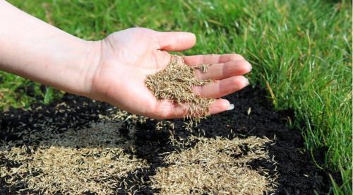 Что посадить и посеять осенью в саду и огороде. Что посадить осенью для самого красивого весеннего сада 02