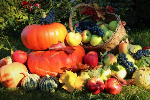 Что посадить и посеять осенью в саду и огороде. Что посадить осенью для самого красивого весеннего сада 20