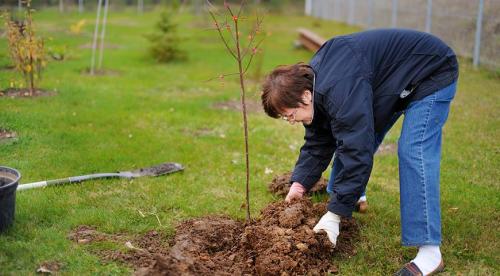 Подборка осенних посадок для на даче. Подготовка почвы 01