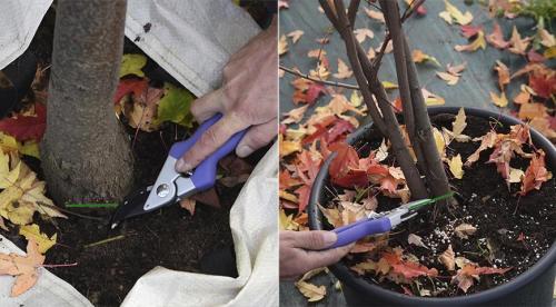 Подборка осенних посадок для на даче. Подготовка почвы 03