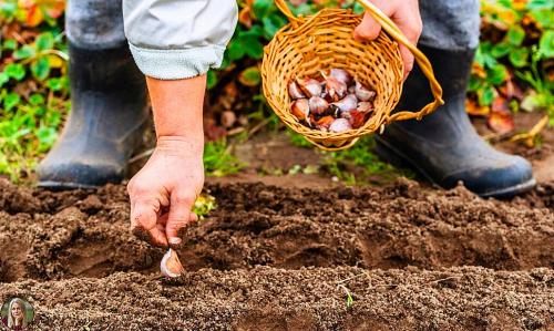 Что посадить и посеять осенью в саду и огороде. Что посадить осенью для самого красивого весеннего сада 19