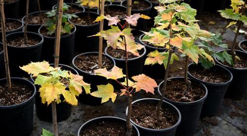 Что посадить и посеять осенью в саду и огороде. Что посадить осенью для самого красивого весеннего сада 04