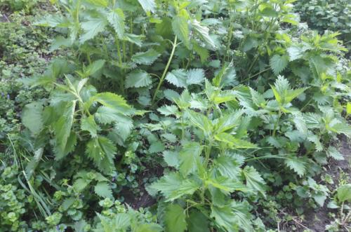 Как определить кислотность почвы по сорнякам. Как легко определить кислотность почвы по сорнякам