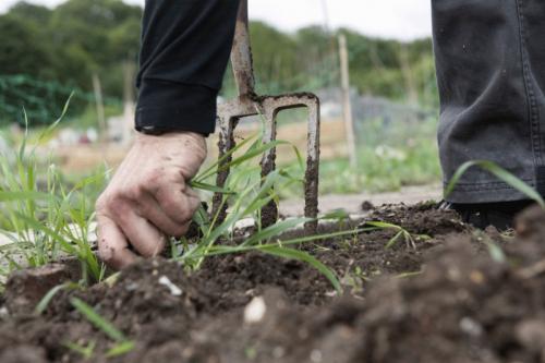 Как определить кислотность почвы по сорнякам. Как легко определить кислотность почвы по сорнякам