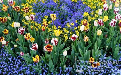 Готовые схемы и проекты клумб. Подбор растений