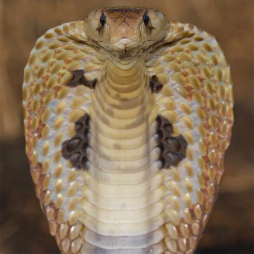 Змеи брянской области. УЖ ОБЫКНОВЕННЫЙ 02