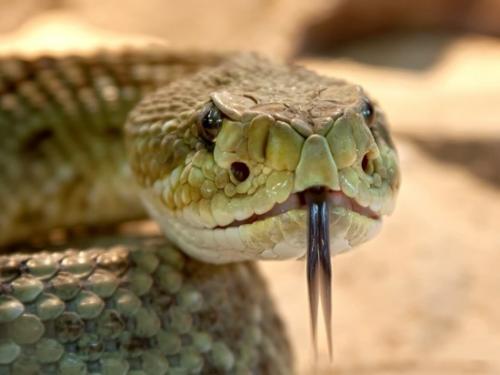 День змей 27 сентября. День сдвижения змей: какие ритуалы провести 27 сентября и чего нельзя делать