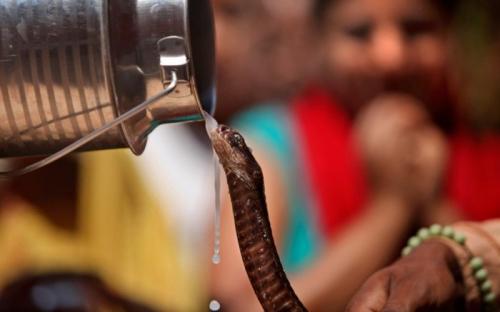 Змеи чувствуют запах. Самые распространенные мифы о змеях