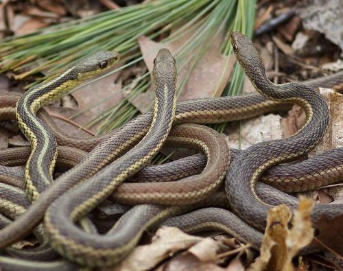 День когда змеи собираются в клубки. Как змеи связаны с праздником Воздвижение
