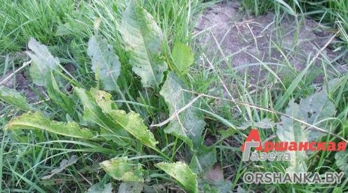 Как определить кислотность почвы по сорнякам. Определяем кислотность почвы по сорнякам