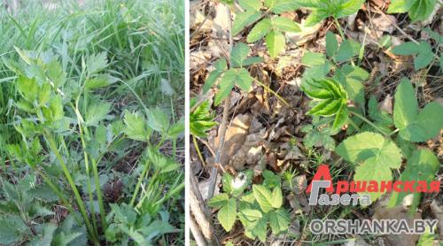 Как определить кислотность почвы по сорнякам. Определяем кислотность почвы по сорнякам