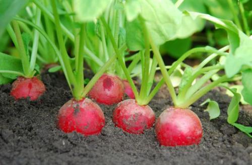 Что можно посадить в сентябре-октябре. Что посадить в с ентябре: овощи и зелень для получения урожая в этом сезоне