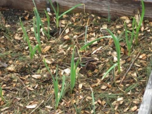 Что сажают осенью на даче. Чеснок 01 Что сажают осенью на даче. Чеснок 01