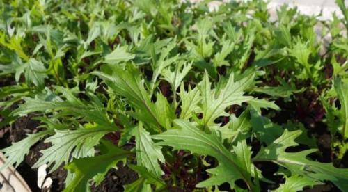 Что можно посадить в сентябре-октябре. Что посадить в с ентябре: овощи и зелень для получения урожая в этом сезоне