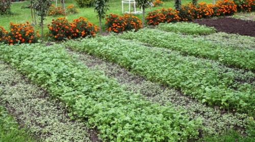 Лучшие сидераты от сорняков. Разновидности сидератов и их использование