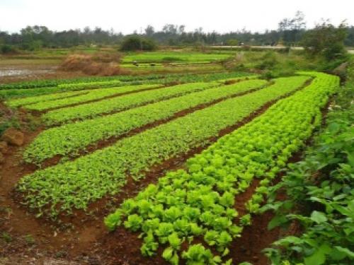 6 лучших сидератов для огорода осенью. Какие лучше сеять растения 13