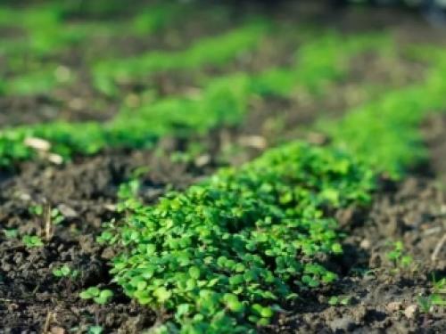 6 лучших сидератов для огорода осенью. Какие лучше сеять растения 12