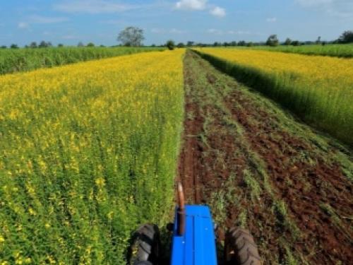 6 лучших сидератов для огорода осенью. Какие лучше сеять растения 11