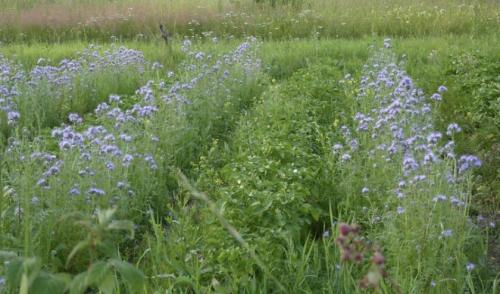 Сидераты, таблица. Таблица совместимости сидератов и огородных культур.