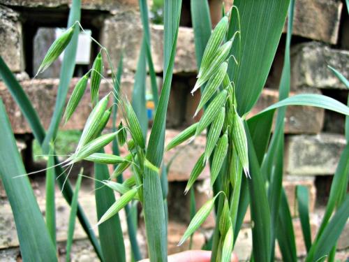 6 лучших сидератов для огорода осенью. Какие лучше сеять растения 01