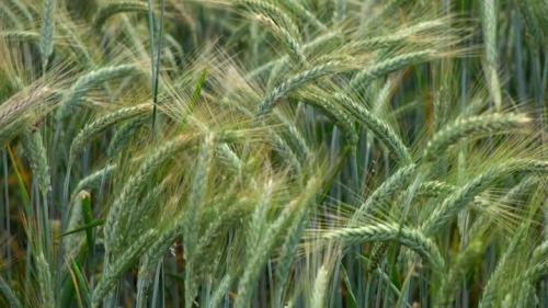 6 лучших сидератов для огорода осенью. Какие лучше сеять растения 02