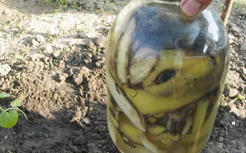 Удобрение для смородины и крыжовника осенью. Чем подкормить кустарники осенью 06