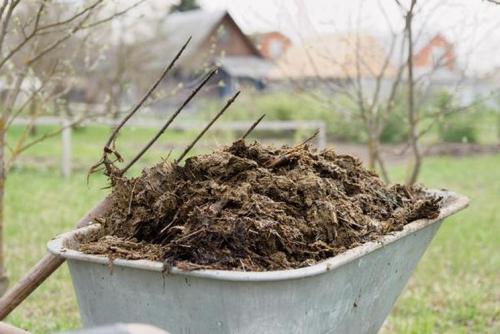 Удобрение для смородины и крыжовника осенью. Чем подкормить кустарники осенью 02